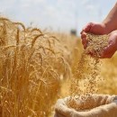 قیمت جهانی گندم صعودی شد