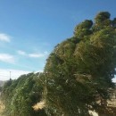 شستشوی برگ گیاهان پس از وزش باد ضروری است