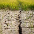 تشدید خطر گرما برای محصولات کشاورزی سال آینده اروپا