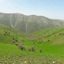 احیای ۳۰ میلیون هکتار مرتع در دستور کار منابع طبیعی است