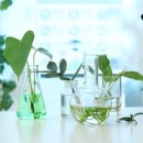 توسعه پژوهش‌های کاربردی و تولید داروهای گیاهی در مرکز تحقیقات گیاهان دارویی