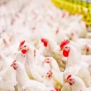 راهکارهای تامین مالی تولید در دوران گذار از ارز ترجیحی به شیوه‌های نو