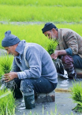کشاورزان در فرآیند تحقیقات و مطالعات شرکت داده می‌شوند