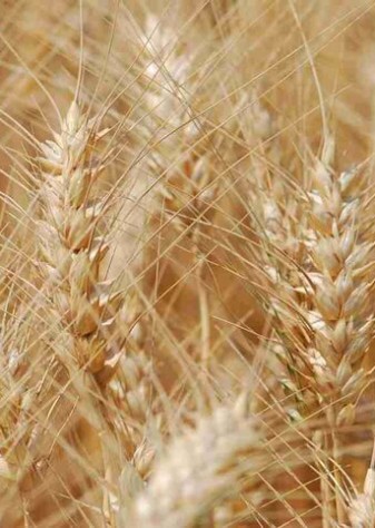 کیفیت «گندم» کشور در سطح جهانی است