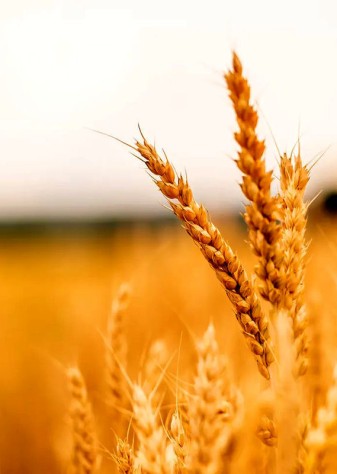افزایش تولید ۹ میلیون تنی محصولات کشاورزی در دولت سیزدهم