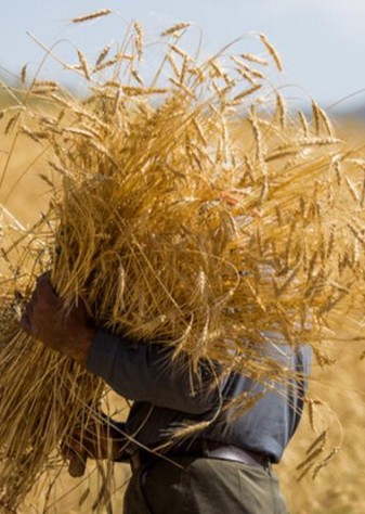 نیاز کشور به گندم برای تولید نان ۱۲ میلیون تن است