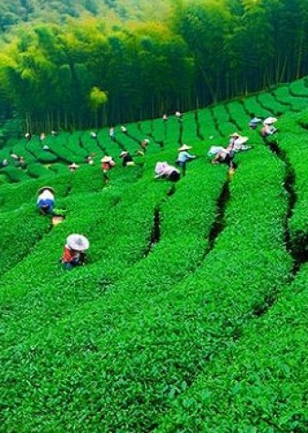 افزایش ۳۰درصدی قیمت خرید برگ سبز چای