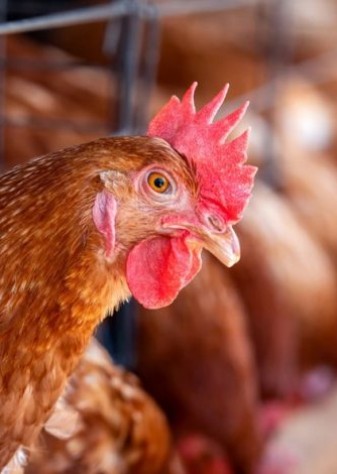 پایداری در بازار تولید و مصرف مرغ