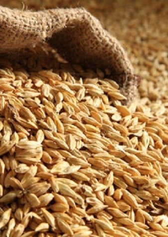 ورود قوه قضاییه به بحران نهاده‌های دامی