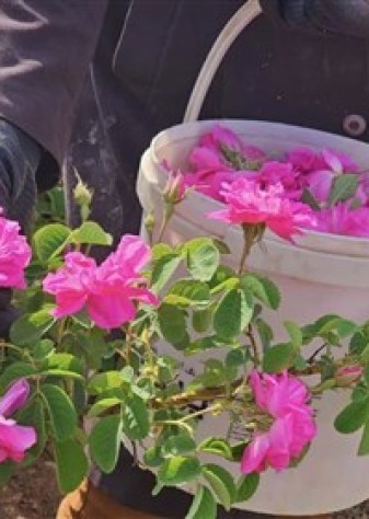 درخواست ثبت جهانی گل محمدی در یونسکو به نام ایران