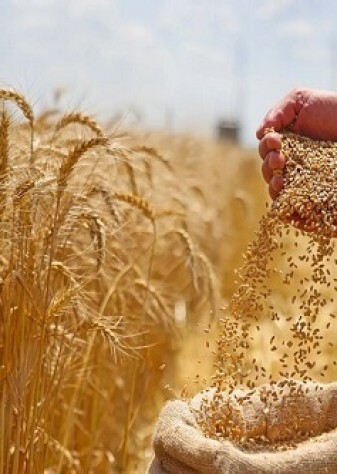 خشکسالی و تهدید کشت گندم