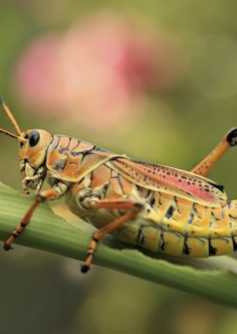 احتمال 60 درصدی حمله ملخ صحرایی به کشور