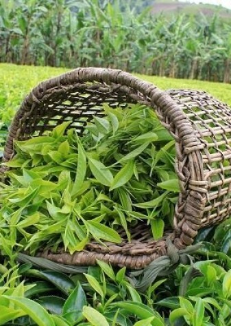 ۱۲ میلیون دلار چای ایرانی صادر شد