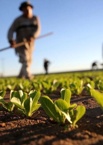 وزارت جهاد کشاورزی ضوابط کشت فراسرزمینی ابلاغ کرد