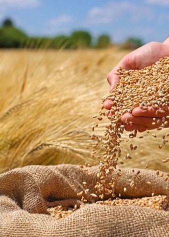 دستور رئیس‌جمهور برای تسریع در جمع‌بندی نهایی قیمت گندم