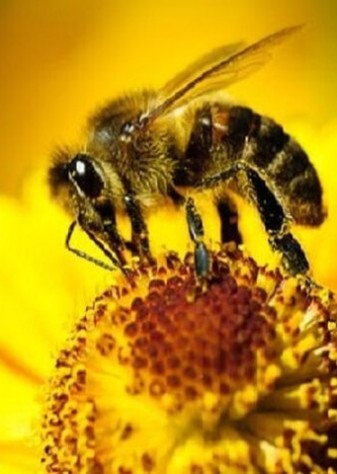 دستاورد بومی، تولید ژل رویال را افزایش داد