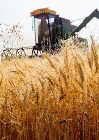 نرخ خرید تضمینی گندم بیش از ۴۰ هزار تومان خواهد بود