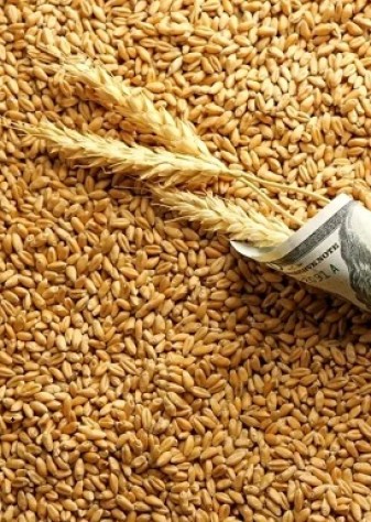 تراژدی «گندم برای گاو»/ آقای وزیر! کشاورزان بلاتکلیف‌اند، شما تماشاچی؟