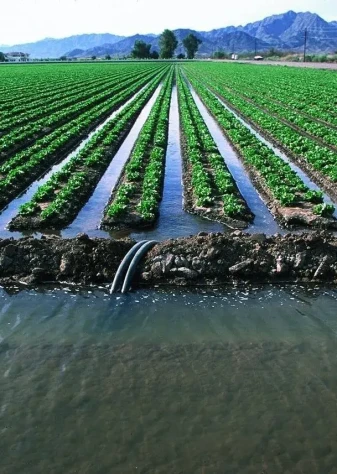 ۵۰۰ میلیون دلار فرصت صادراتی محصولات کشاورزی از دست رفت