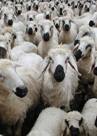 تولید دام سبک در اصفهان با نژادهای پُربازده افزایش می‌یابد