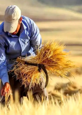 ۳۰همت به حساب گندمکاران واریز شد؛ پرداخت ۵۰ همت تا چند روز آینده