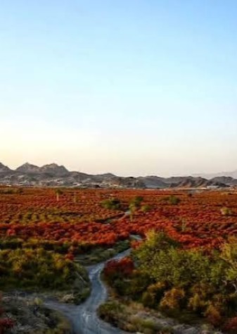 بزرگ‌ترین باغ زرشک جهان در افین