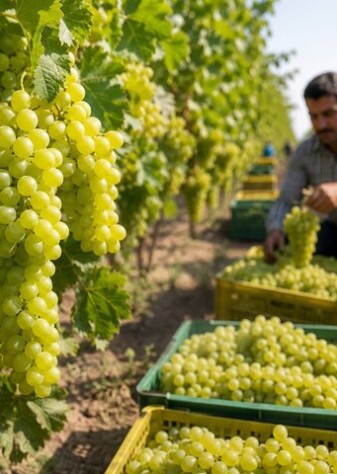 انگور خلیل‌آباد با وجود کیفیت ممتاز، همچنان در سایه برندهای رقیب