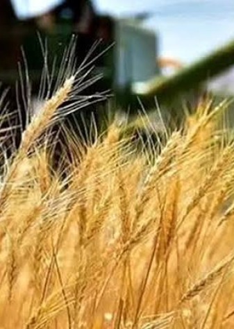 عبور خرید گندم از مرز ۷ میلیون تن