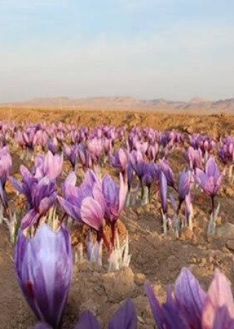 تولید زعفران، گل محمدی و خرمای ایران در رتبه نخست جهانی
