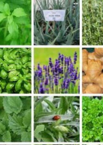 دورخیز همدان در تدوین برنامه‌ای مشترک برای‌ توسعه زنجیره ارزش افزوده گیاهان دارویی
