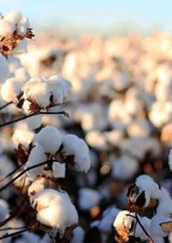 معرفی 30  گونه گیاهی که برابر خشکسالی و بی آبی مقاوم هستند + جدول مقایسه