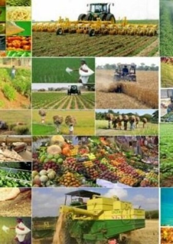 راه‌اندازی سامانه جامع فروش محصولات روستایی با هدف حذف واسطه‌ها