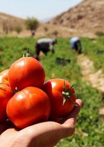 صادرات گوجه‌ تا پایان سال ممنوع شد