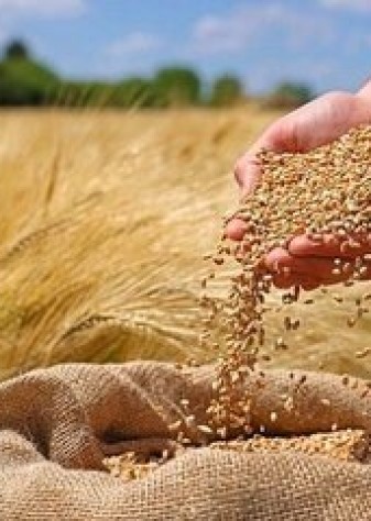 تولید خالص۳۶۳ هزار تن بذر شناسه دار گندم