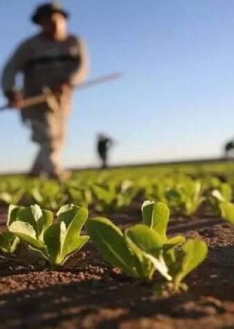 بیش از ۸۰ هزار خانوار خراسان‌ شمالی در بخش کشاورزی فعالیت دارند