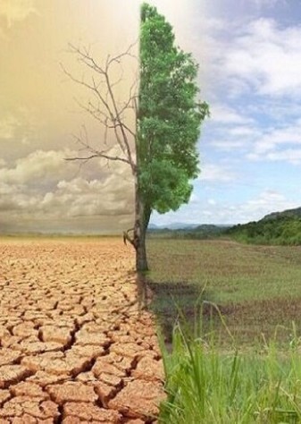 استقبال چین از پیشنهاد ایران برای همکاری‌ در زمینه جنگلداری و بیابان‌زدایی