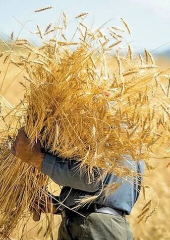 مطالبات گندم‌کاران تا اواسط مهرماه تسویه می‌شود