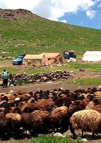 سهم عشایر در تولید گوشت قرمز به ۴۰ درصد می‌رسد