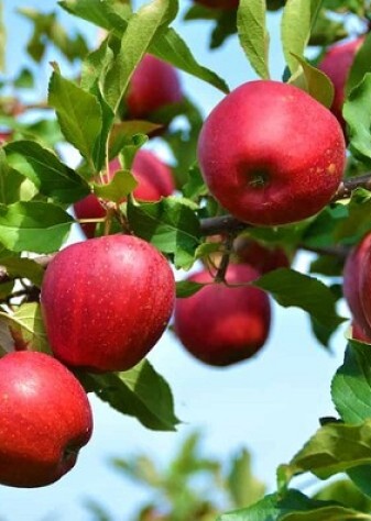 صادرات سیب ایران به ترکیه ۶۵ برابر شد/ هدف‌گذاری برای توسعه مسیرهای جایگزین صادراتی