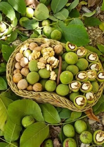 نخستین جشنواره گردو و عسل در سوادکوه برگزار می‌شود