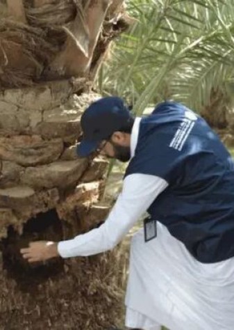 آزمایش روش تزریق برای درمان درختان آلوده به سرخرطومی حنایی خرما